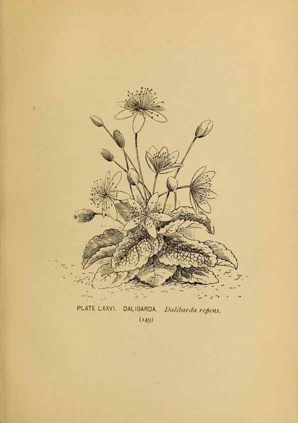 Reproducción/Reproduction 46852782551: A guide to the wild flowers.. New York,F. A. Stokes[1899]. 