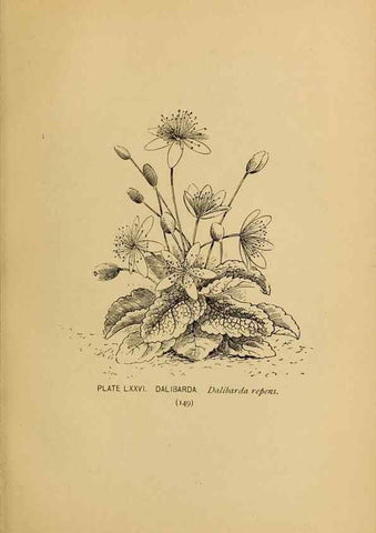 Reproducción/Reproduction 46852782551: A guide to the wild flowers.. New York,F. A. Stokes[1899]. 