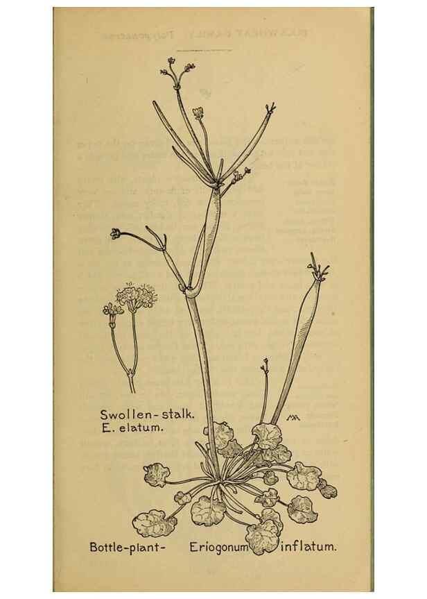 Reproducción/Reproduction 39887873983: Field book of western wild flowers /. New York :Putnam,1915.. 