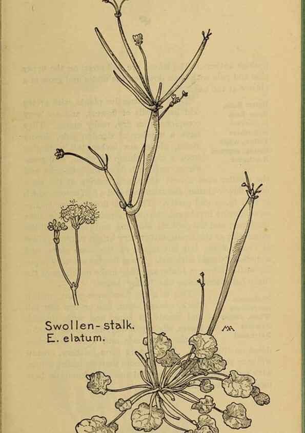 Reproducción/Reproduction 39887873983: Field book of western wild flowers /. New York :Putnam,1915.. 