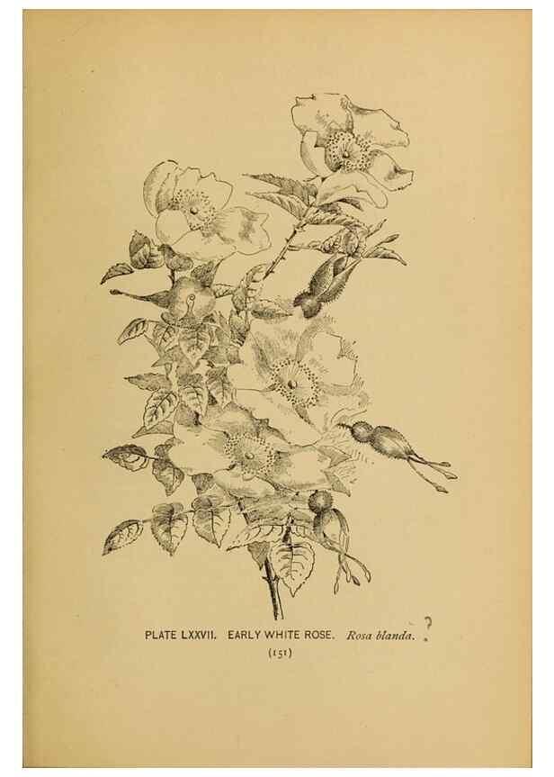 Reproducción/Reproduction 46852783281: A guide to the wild flowers.. New York,F. A. Stokes[1899]. 