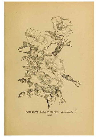 Reproducción/Reproduction 46852783281: A guide to the wild flowers.. New York,F. A. Stokes[1899]. 