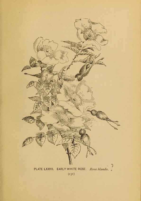 Reproducción/Reproduction 46852783281: A guide to the wild flowers.. New York,F. A. Stokes[1899]. 