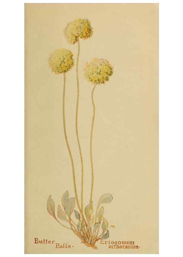 Reproducción/Reproduction 45938180835: Field book of western wild flowers /. New York :Putnam,1915.. 