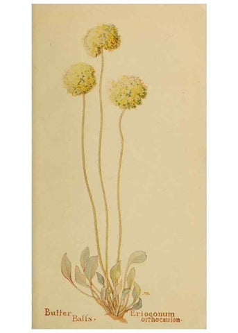 Reproducción/Reproduction 45938180835: Field book of western wild flowers /. New York :Putnam,1915.. 