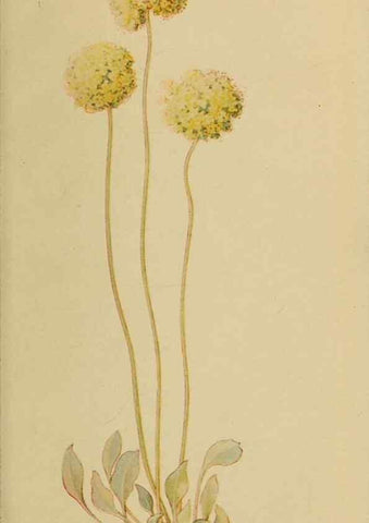 Reproducción/Reproduction 45938180835: Field book of western wild flowers /. New York :Putnam,1915.. 
