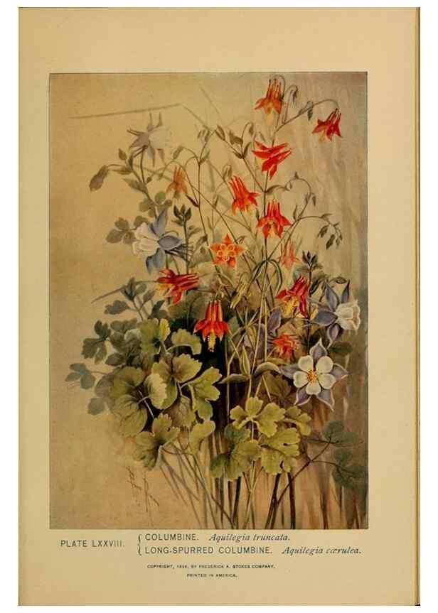 Reproducción/Reproduction 46852784111: A guide to the wild flowers.. New York,F. A. Stokes[1899]. 