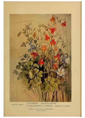 Reproducción/Reproduction 46852784111: A guide to the wild flowers.. New York,F. A. Stokes[1899]. 