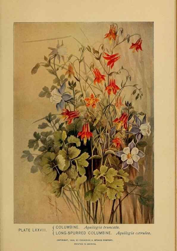 Reproducción/Reproduction 46852784111: A guide to the wild flowers.. New York,F. A. Stokes[1899]. 