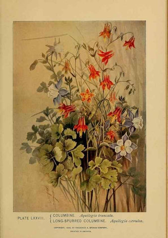 Reproducción/Reproduction 46852784111: A guide to the wild flowers.. New York,F. A. Stokes[1899]. 