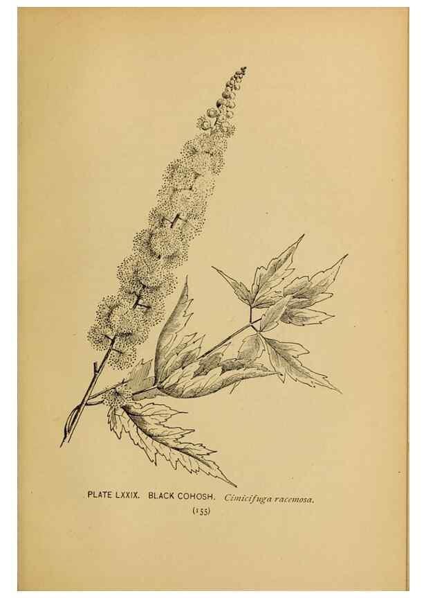 Reproducción/Reproduction 45938181105: A guide to the wild flowers.. New York,F. A. Stokes[1899]. 
