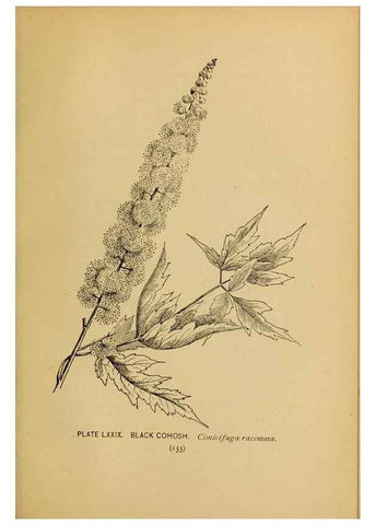 Reproducción/Reproduction 45938181105: A guide to the wild flowers.. New York,F. A. Stokes[1899]. 