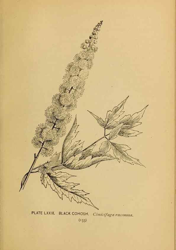 Reproducción/Reproduction 45938181105: A guide to the wild flowers.. New York,F. A. Stokes[1899]. 