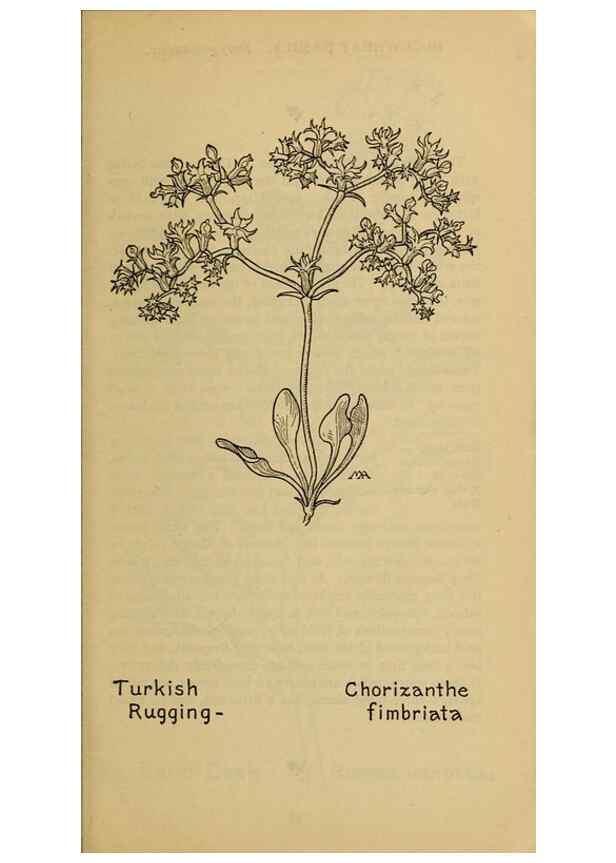 Reproducción/Reproduction 46852781231: Field book of western wild flowers /. New York :Putnam,1915.. 