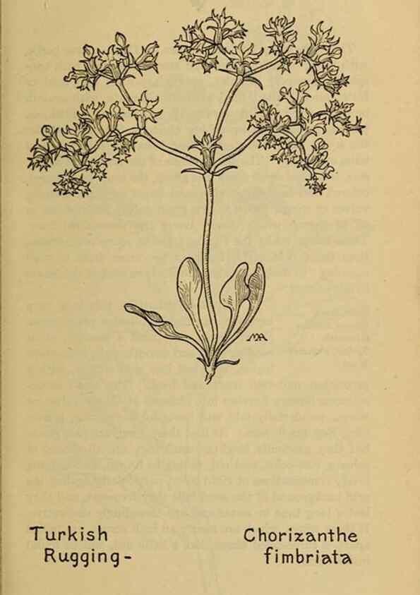 Reproducción/Reproduction 46852781231: Field book of western wild flowers /. New York :Putnam,1915.. 