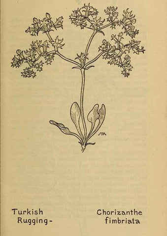 Reproducción/Reproduction 46852781231: Field book of western wild flowers /. New York :Putnam,1915.. 