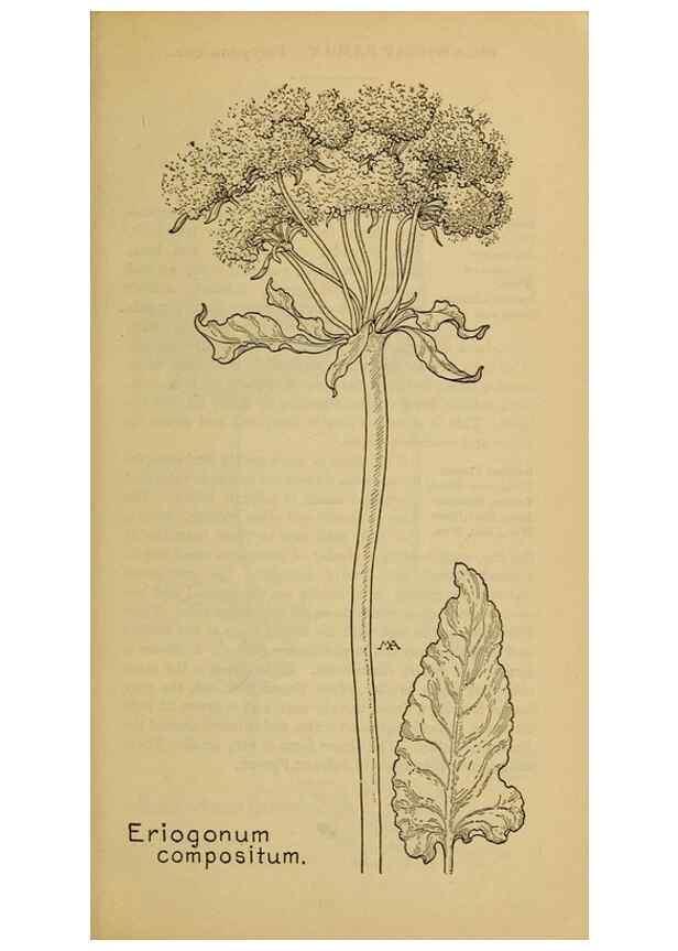 Reproducción/Reproduction 46800745362: Field book of western wild flowers /. New York :Putnam,1915.. 