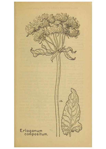 Reproducción/Reproduction 46800745362: Field book of western wild flowers /. New York :Putnam,1915.. 