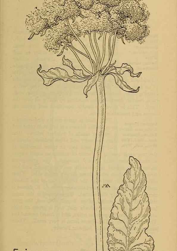 Reproducción/Reproduction 46800745362: Field book of western wild flowers /. New York :Putnam,1915.. 