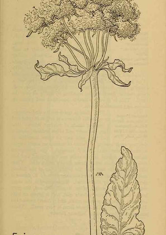 Reproducción/Reproduction 46800745362: Field book of western wild flowers /. New York :Putnam,1915.. 