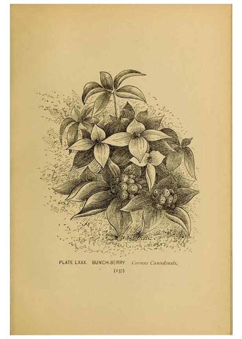 Reproducción/Reproduction 46800746382: A guide to the wild flowers.. New York,F. A. Stokes[1899]. 
