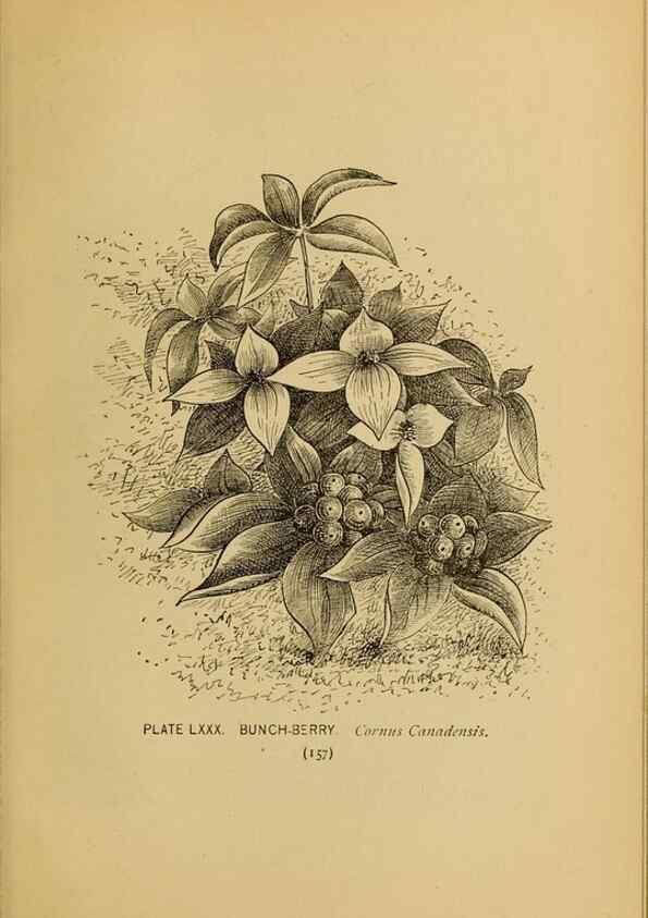 Reproducción/Reproduction 46800746382: A guide to the wild flowers.. New York,F. A. Stokes[1899]. 