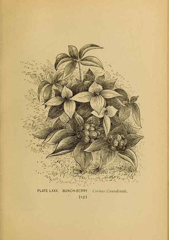Reproducción/Reproduction 46800746382: A guide to the wild flowers.. New York,F. A. Stokes[1899]. 