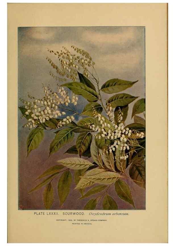 Reproducción/Reproduction 46800746962: A guide to the wild flowers.. New York,F. A. Stokes[1899]. 
