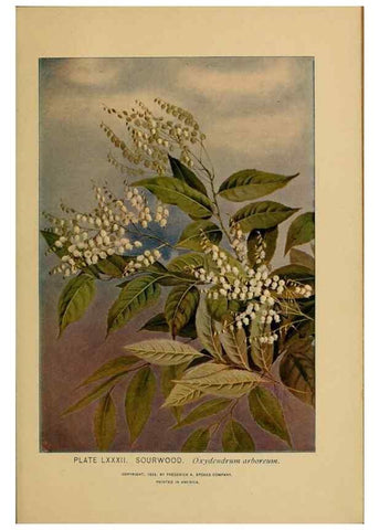 Reproducción/Reproduction 46800746962: A guide to the wild flowers.. New York,F. A. Stokes[1899]. 