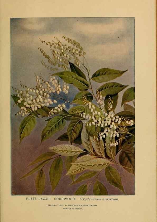 Reproducción/Reproduction 46800746962: A guide to the wild flowers.. New York,F. A. Stokes[1899]. 