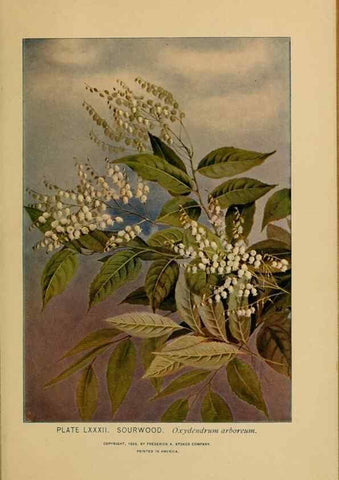 Reproducción/Reproduction 46800746962: A guide to the wild flowers.. New York,F. A. Stokes[1899]. 