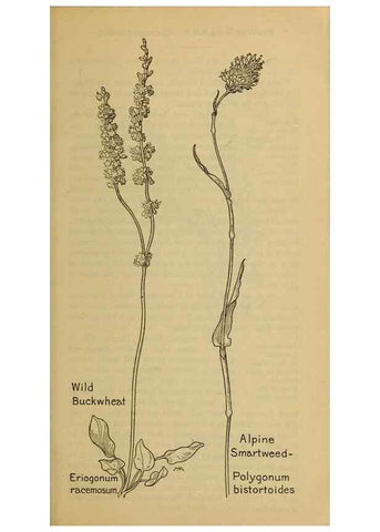 Reproducción/Reproduction 31911504217: Field book of western wild flowers /. New York :Putnam,1915.. 