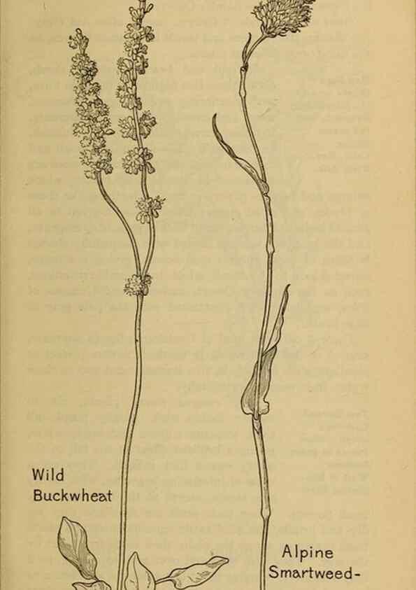 Reproducción/Reproduction 31911504217: Field book of western wild flowers /. New York :Putnam,1915.. 