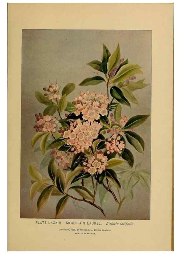 Reproducción/Reproduction 46800747742: A guide to the wild flowers.. New York,F. A. Stokes[1899]. 