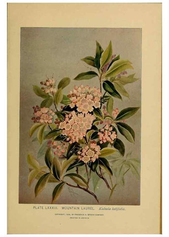 Reproducción/Reproduction 46800747742: A guide to the wild flowers.. New York,F. A. Stokes[1899]. 