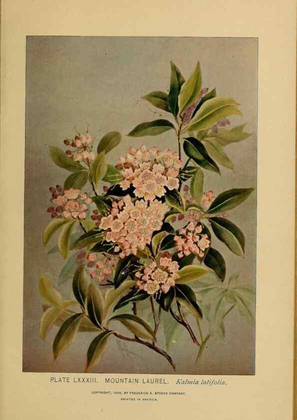 Reproducción/Reproduction 46800747742: A guide to the wild flowers.. New York,F. A. Stokes[1899]. 
