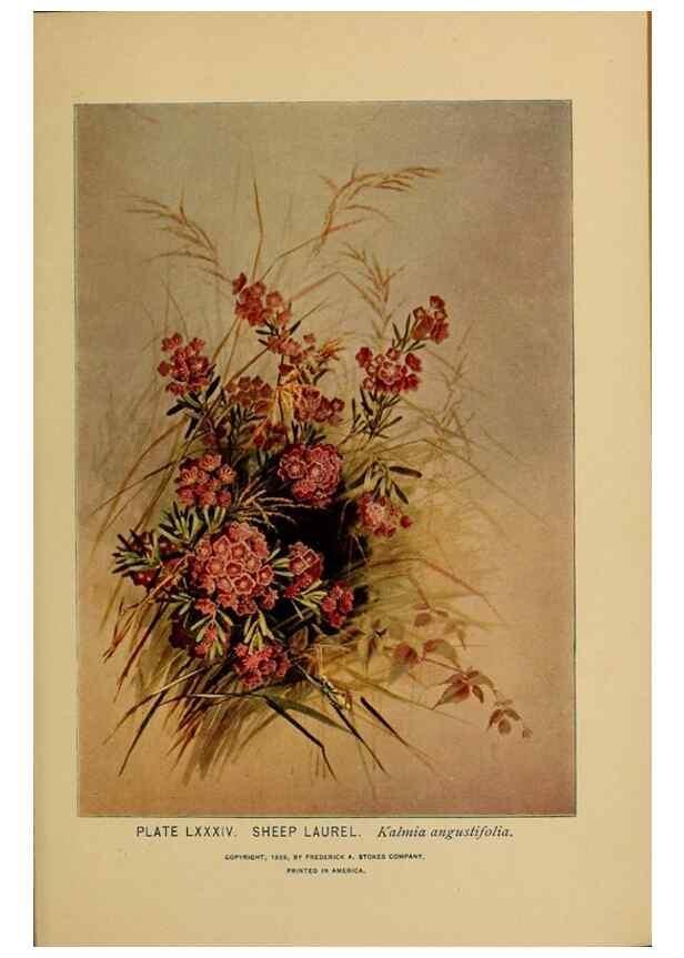 Reproducción/Reproduction 46852786871: A guide to the wild flowers.. New York,F. A. Stokes[1899]. 