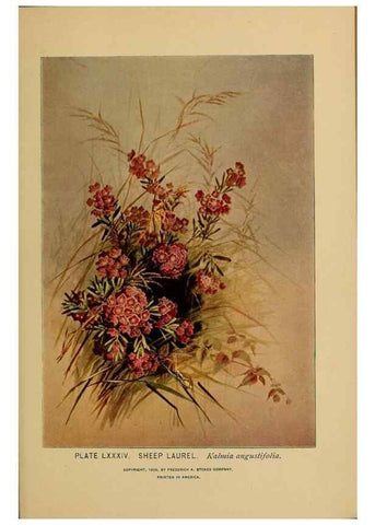 Reproducción/Reproduction 46852786871: A guide to the wild flowers.. New York,F. A. Stokes[1899]. 