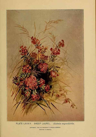 Reproducción/Reproduction 46852786871: A guide to the wild flowers.. New York,F. A. Stokes[1899]. 