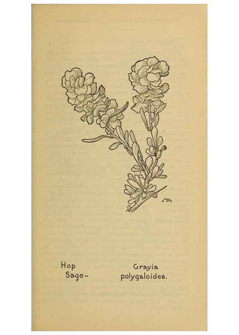 Reproducción/Reproduction 46800748782: Field book of western wild flowers /. New York :Putnam,1915.. 