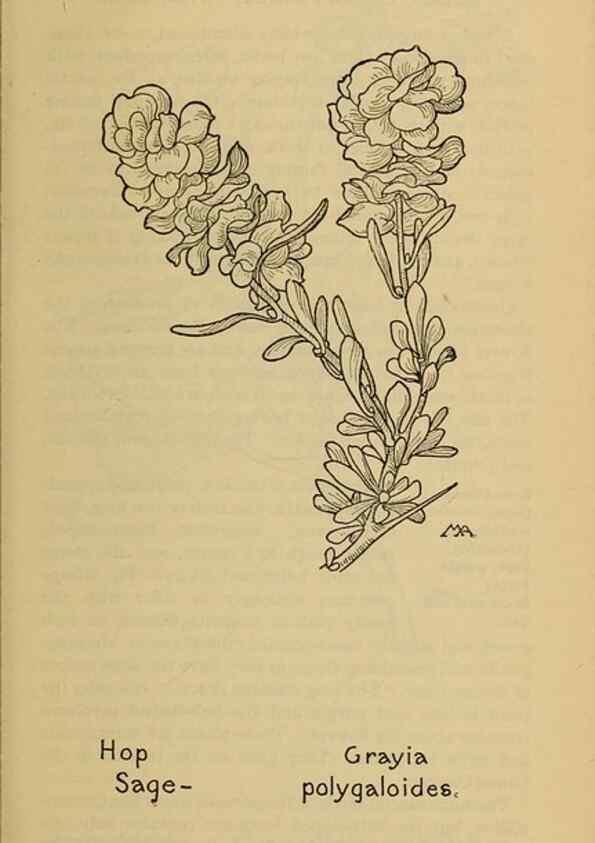 Reproducción/Reproduction 46800748782: Field book of western wild flowers /. New York :Putnam,1915.. 