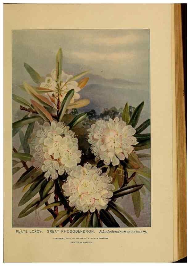 Reproducción/Reproduction 32977420268: A guide to the wild flowers.. New York,F. A. Stokes[1899]. 