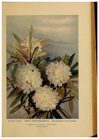 Reproducción/Reproduction 32977420268: A guide to the wild flowers.. New York,F. A. Stokes[1899]. 