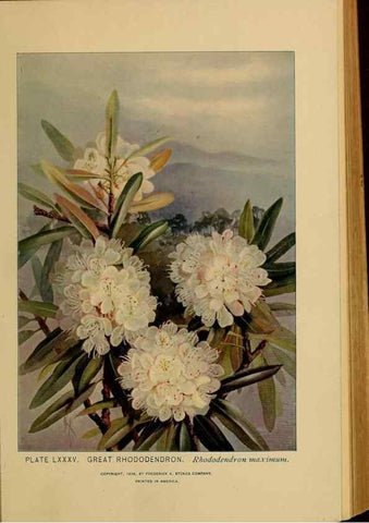 Reproducción/Reproduction 32977420268: A guide to the wild flowers.. New York,F. A. Stokes[1899]. 