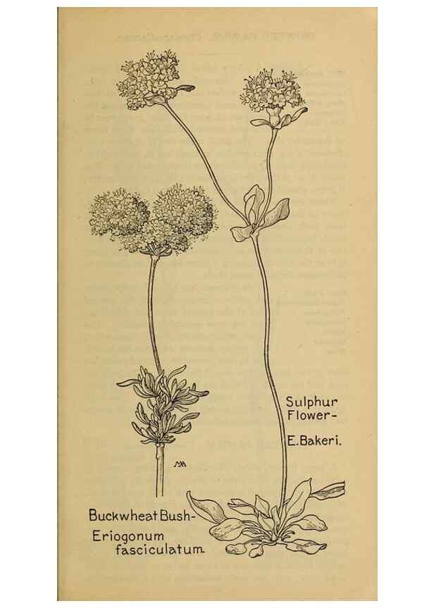 Reproducción/Reproduction 46800746372: Field book of western wild flowers /. New York :Putnam,1915.. 