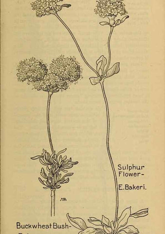 Reproducción/Reproduction 46800746372: Field book of western wild flowers /. New York :Putnam,1915.. 