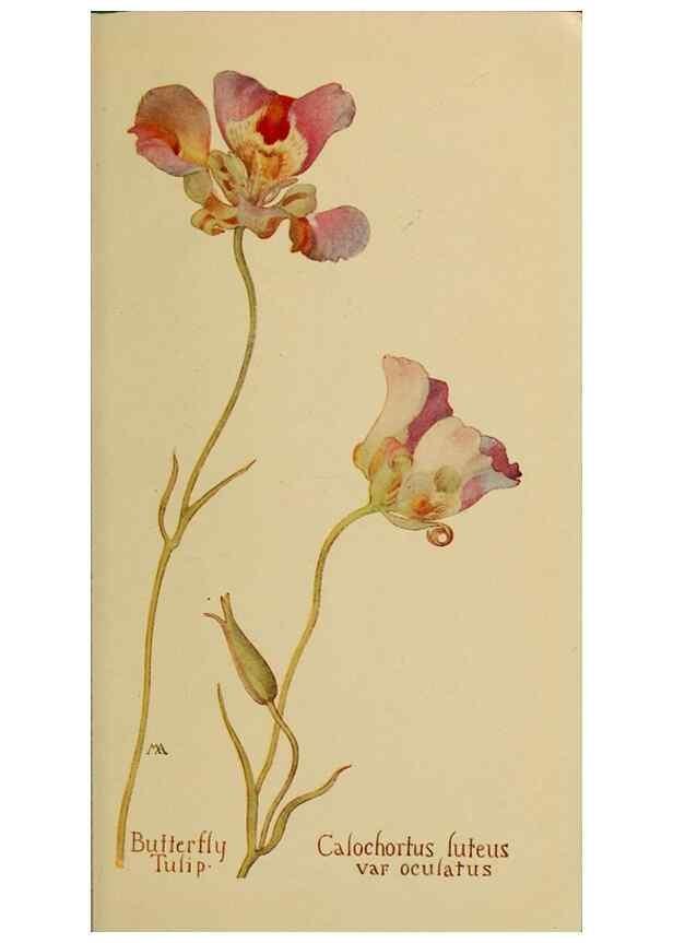 Reproducción/Reproduction 31911472757: Field book of western wild flowers /. New York :Putnam,1915.. 