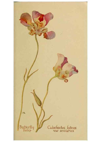 Reproducción/Reproduction 31911472757: Field book of western wild flowers /. New York :Putnam,1915.. 
