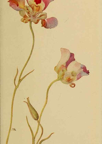 Reproducción/Reproduction 31911472757: Field book of western wild flowers /. New York :Putnam,1915.. 