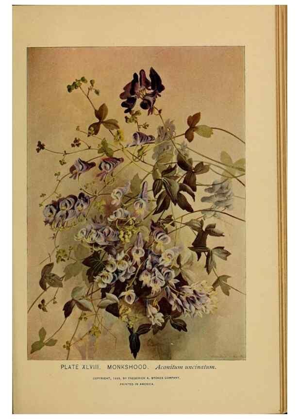 Reproducción/Reproduction 39887845983: A guide to the wild flowers.. New York,F. A. Stokes[1899]. 